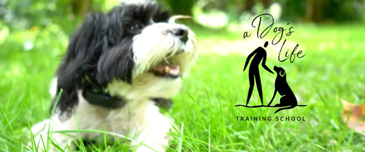 A Dog’s Life Training School
